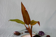 Load image into Gallery viewer, Philodendron Orange Marmalade, Exact Plant
