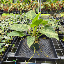 Load image into Gallery viewer, Philodendron Giganteum Blizzard Variegated exact plant, Fedex 2day*
