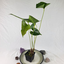 Load image into Gallery viewer, Anthurium Decipiens, Exact Plant double plant
