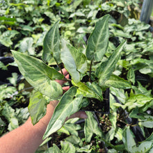 Load image into Gallery viewer, Syngonium Three Kings Magic Marble Variegated 4" pot, Fedex 2day*
