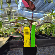 Load image into Gallery viewer, Philodendron Pink Princess Galaxy, Exact Plant Variegated Ships Nationwide
