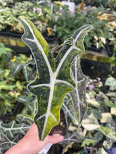Load image into Gallery viewer, Alocasia Sanderiana Nobilis Aurea Variegated 2.5" pot, Fedex 2day*
