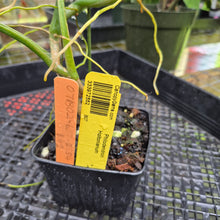 Load image into Gallery viewer, Philodendron Holtonianum, Exact Plant Ships Nationwide
