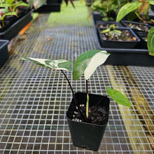 Load image into Gallery viewer, Alocasia Macrorhizza Black Stem, Exact Plant Variegated
