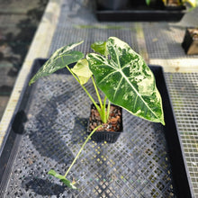 Load image into Gallery viewer, Alocasia Frydek, Exact Plant Variegated Ships Nationwide
