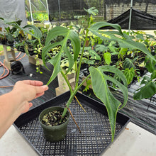 Load image into Gallery viewer, Monstera Burle Marx Flame exact plant, Fedex 2day
