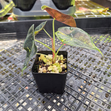 Load image into Gallery viewer, Alocasia Sedenii Aurea Variegated, Exact Plant Ships Nationwide
