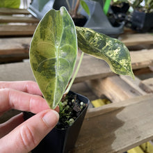 Load image into Gallery viewer, Alocasia Sedenii Aurea Variegated exact plant, Fedex 2day*
