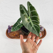 Load image into Gallery viewer, Alocasia Longiloba Lowii 4&quot; pot, ships nationwide
