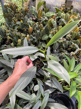 Load image into Gallery viewer, Philodendron Hastatum Silver Sword Narrow Form 2.5" pot, Fedex 2day*
