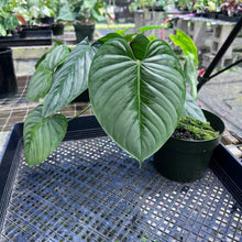 Load image into Gallery viewer, Philodendron Sodiroi True Form 6" pot, Fedex 2day
