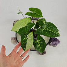 Load image into Gallery viewer, Syngonium Panda, Exact Plant Variegated Ships Nationwide
