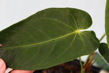 Load image into Gallery viewer, Anthurium Angamarcanum Exact Plant
