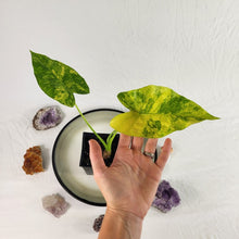 Load image into Gallery viewer, Alocasia Gageana Aurea, Exact Plant Variegated
