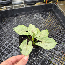 Load image into Gallery viewer, Syngonium Green Splash, Exact Plant Variegated Ships Nationwide

