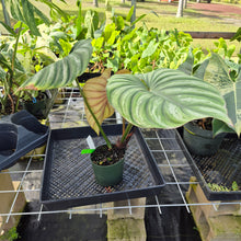 Load image into Gallery viewer, Philodendron Plowmanii, Exact Plant Ships Nationwide
