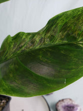 Load image into Gallery viewer, Subhastatum, Exact Plant, variegated Philodendron
