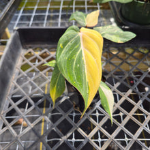 Load image into Gallery viewer, Philodendron Gloriosum variegated, Exact Plant Ships Nationwide
