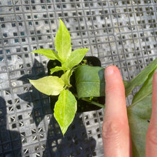 Load image into Gallery viewer, Zamioculcas Zamiifolia Wild Form ZZ, Exact Plant Variegated Ships Nationwide
