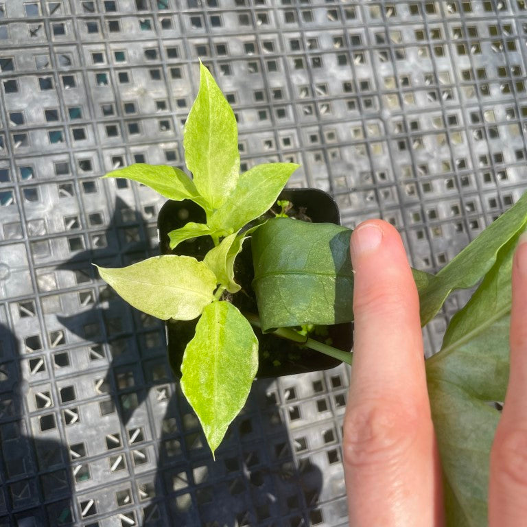 Zamioculcas Zamiifolia Wild Form ZZ, Exact Plant Variegated Ships Nationwide