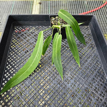 Load image into Gallery viewer, Anthurium Pallidiflorum, Exact Plant Ships Nationwide
