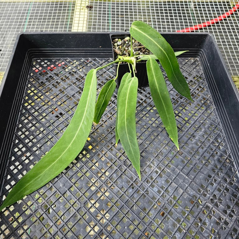 Anthurium Pallidiflorum, Exact Plant Ships Nationwide