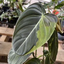 Load image into Gallery viewer, Philodendron Melanochrysum Variegated exact plant, Fedex 2day*
