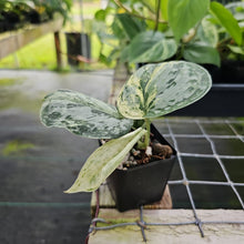 Load image into Gallery viewer, Scindapsus Peasun, Exact Plant Variegated Ships Nationwide
