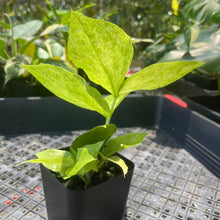 Load image into Gallery viewer, Zamioculcas Zamiifolia Wild Form ZZ, Exact Plant Variegated Ships Nationwide

