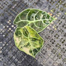 Load image into Gallery viewer, Alocasia Watsoniana Albo Pink variegated, Exact Plant Ships Nationwide
