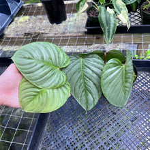 Load image into Gallery viewer, Philodendron Sodiroi True Form 6" pot, Fedex 2day
