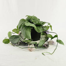 Load image into Gallery viewer, Scindapsus Silver Hero, Exact Plant multi pot of 9 Ships Nationwide
