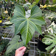 Load image into Gallery viewer, Anthurium Macrolobium exact plant, Fedex 2day*
