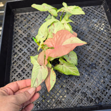 Load image into Gallery viewer, Syngonium Strawberry Milk, Exact Plant Variegated Ships Nationwide
