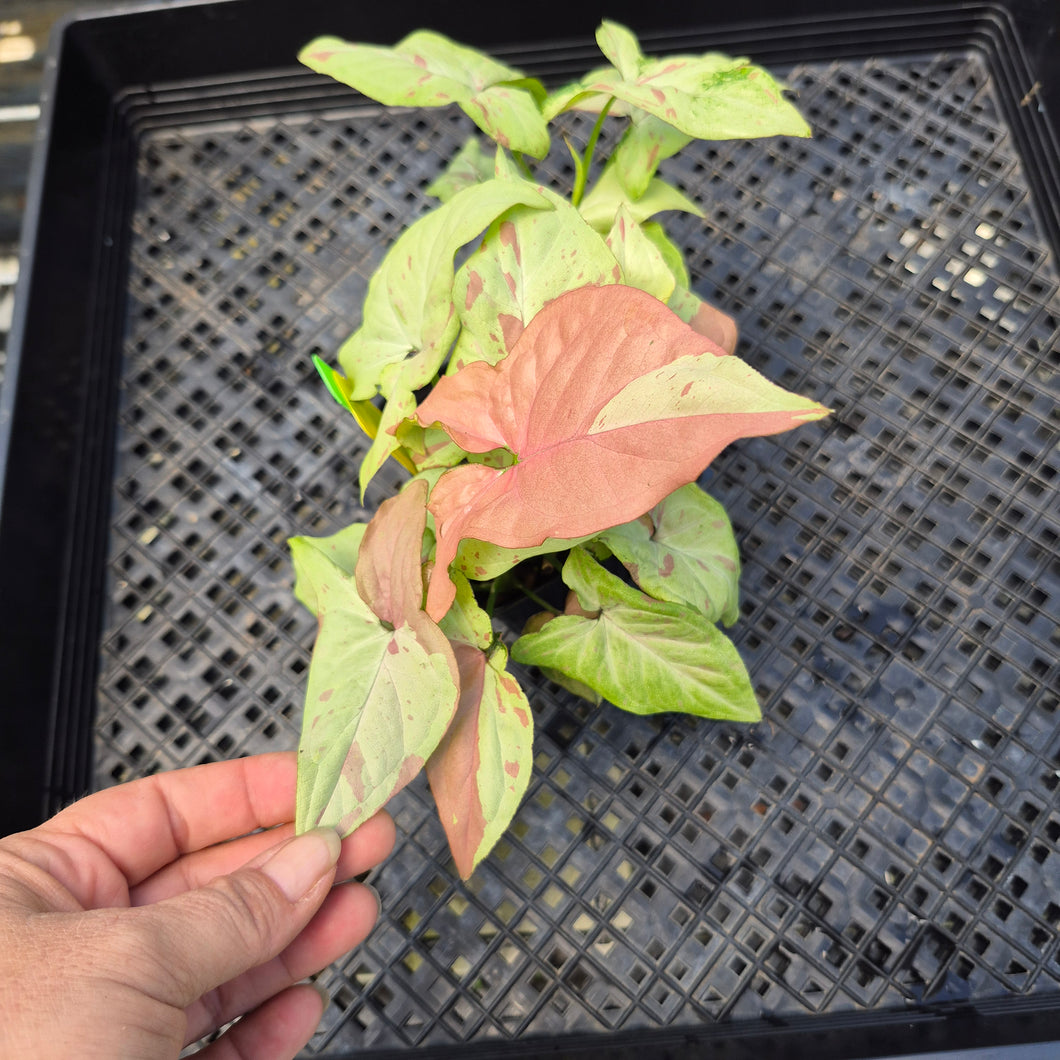 Syngonium Strawberry Milk, Exact Plant Variegated Ships Nationwide