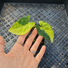 Load image into Gallery viewer, Syngonium Aurea, Exact Plant Variegated Ships Nationwide
