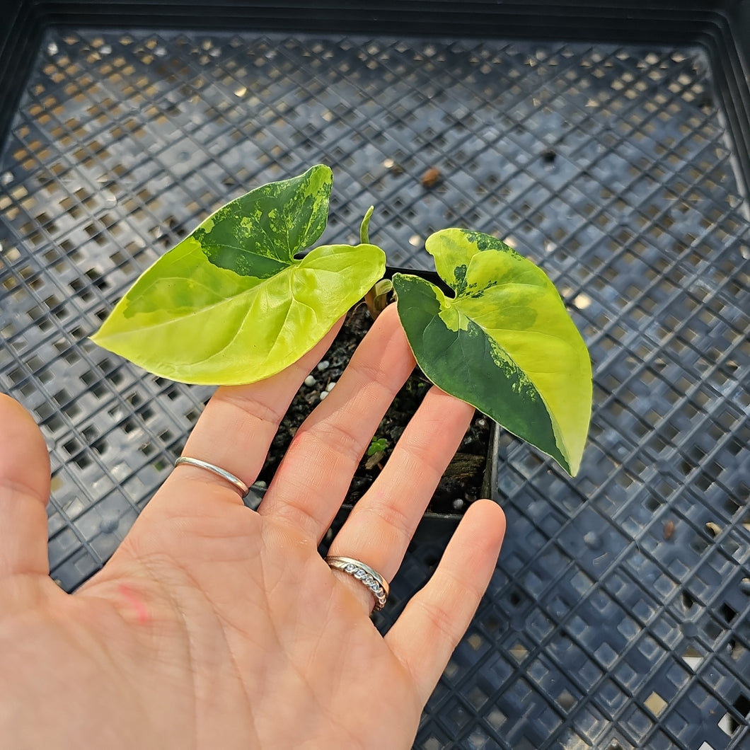 Syngonium Aurea, Exact Plant Variegated Ships Nationwide