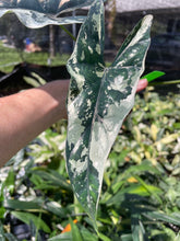 Load image into Gallery viewer, Alocasia Simpo Albo variegated 2.5" pot, Fedex 2day*
