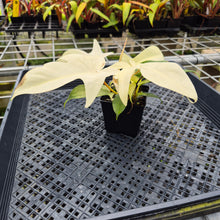 Load image into Gallery viewer, Philodendron Florida Ghost, Exact Plant Ships Nationwide
