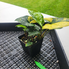 Load image into Gallery viewer, Syngonium Aurea, Exact Plant Variegated Ships Nationwide
