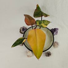 Load image into Gallery viewer, Philodendron Strawberry Shake, Exact Plant Variegated
