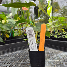 Load image into Gallery viewer, Anthurium Papillilaminum Fort Sherman X Ralph Lynam,Exact Plant Ships Nationwide
