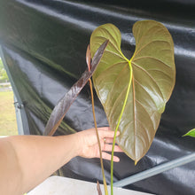 Load image into Gallery viewer, Anthurium Moodeanum, Exact Plant Ships Nationwide
