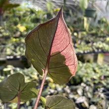Load image into Gallery viewer, Alocasia Yucatan Princess Pink variegated 2.5" pot, Fedex 2day*
