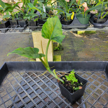 Load image into Gallery viewer, Philodendron Subhastatum, Exact Plant Variegated Ships Nationwide
