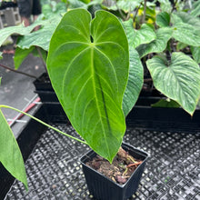 Load image into Gallery viewer, Anthurium Angamarcanum , Exact Plant Ships Nationwide
