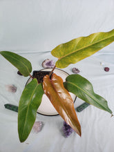 Load image into Gallery viewer, Orange Marmalade, Exact Plant, Philodendron
