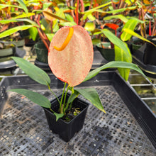 Load image into Gallery viewer, Anthurium Scherzerianum "Pig Tail" Speckled, Exact Plant
