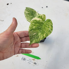 Load image into Gallery viewer, Monstera deliciosa green snow, Exact Plant Ships Nationwide
