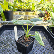 Load image into Gallery viewer, Alocasia Odora, Okinawa Silver, Exact Plant Variegated
